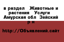  в раздел : Животные и растения » Услуги . Амурская обл.,Зейский р-н